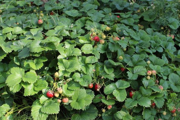 Klettererdbeeren erdbeere-parfum-schweizerland-6er-traeger-erdbeerwiese--herzhaft-gute-erdbeeren-mit-bodendeckerquali-2275022
