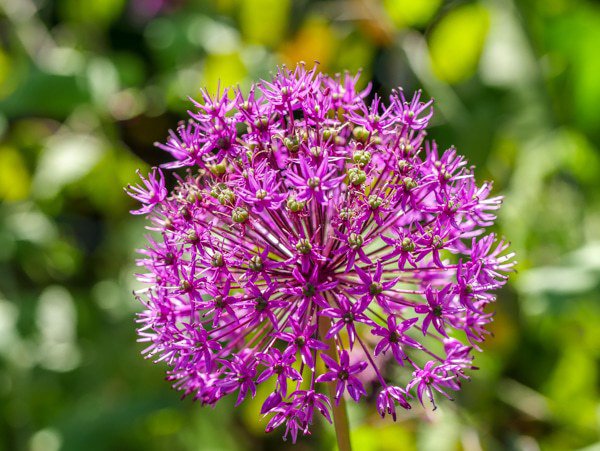 Garten mediterran