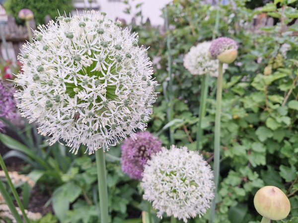 Allium 'Mount Everest', Allium 'Mount Everest'