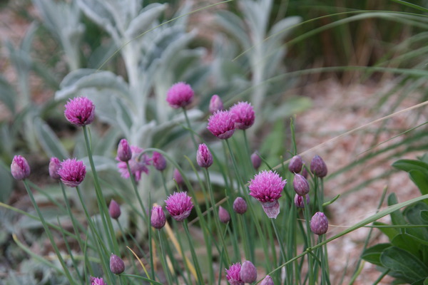Allium schoenoprasum 'Forescate' Allium schoenoprasum 'Forescate'