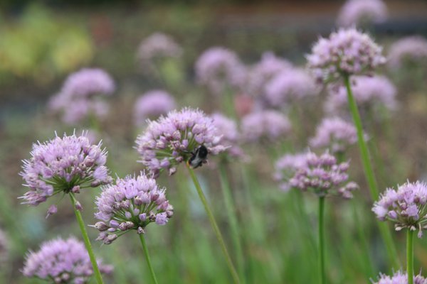 Allium senescens 'Summer Beauty'