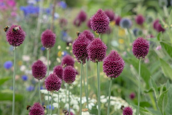 Kleinbltiger Zierlauch, Allium sphaerocephalon