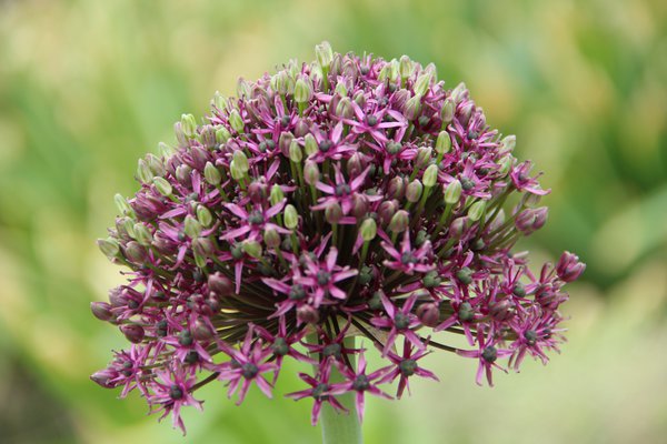 Allium 'Miami'