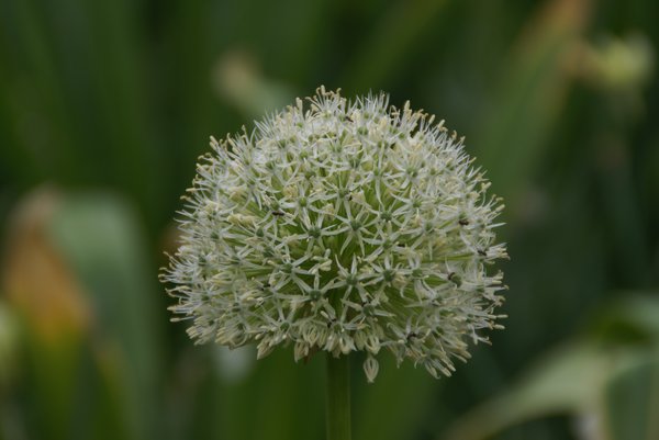 Allium Pflanzzeit Zierlauch Mount Everest Lubera