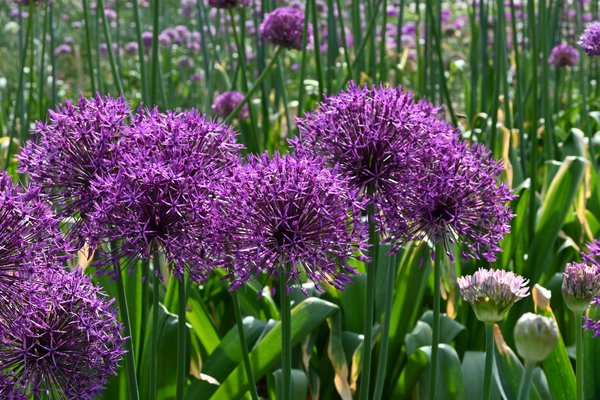 Allium 'Purple Rain'