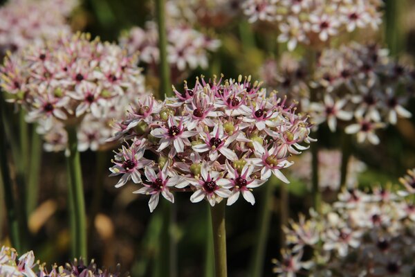 Allium basalticum 'Silver Spring'