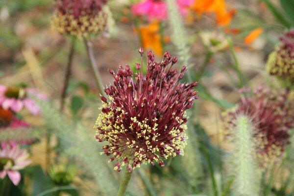 Allium amethystinum Red Mohican, Zierlauch