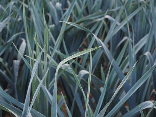 Allium ampeloprasum, Ackerlauch, Ewiger Lauch