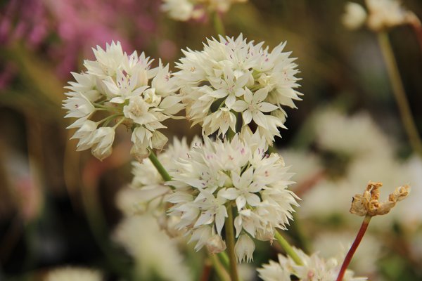 Allium amplectens 'Graceful Beauty'