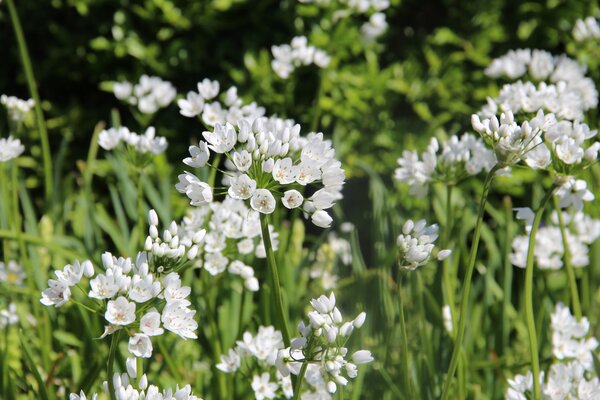 Allium cowanii, Zierlauch