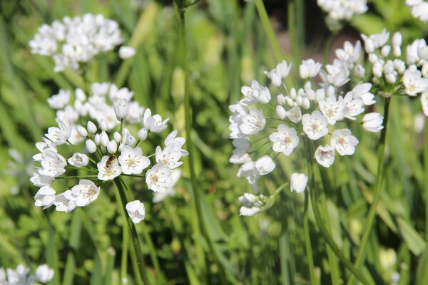 Allium cowanii, Zierlauch