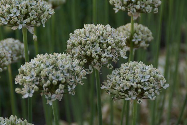 Allium nigrum 