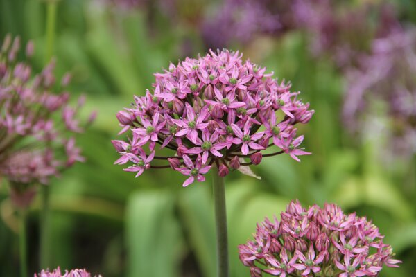 Allium nigrum 'Pink Jewel'