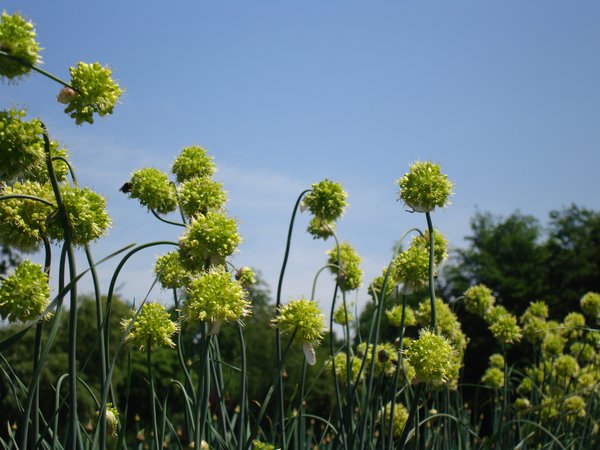 Allium obliquum 