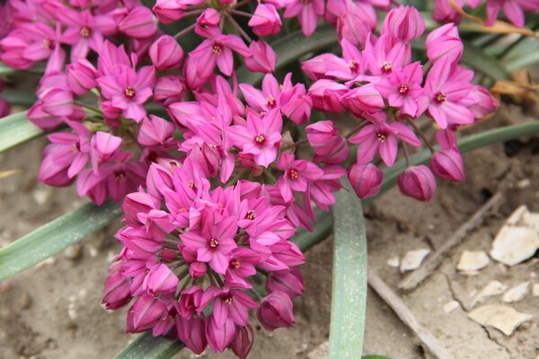 Allium oreophilum 'Baltimore'