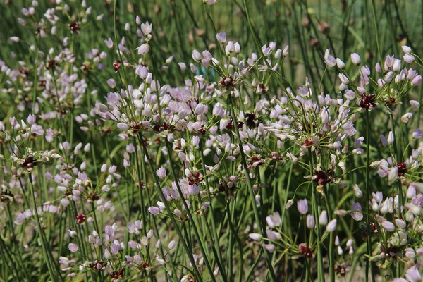 Allium roseum