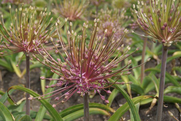 Allium schubertii 