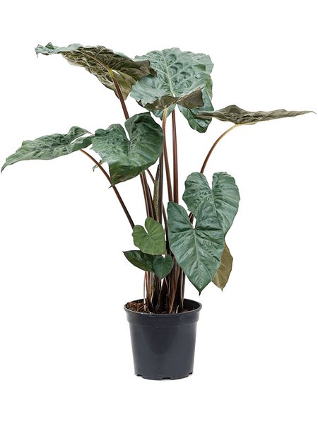 Alocasia pflegen