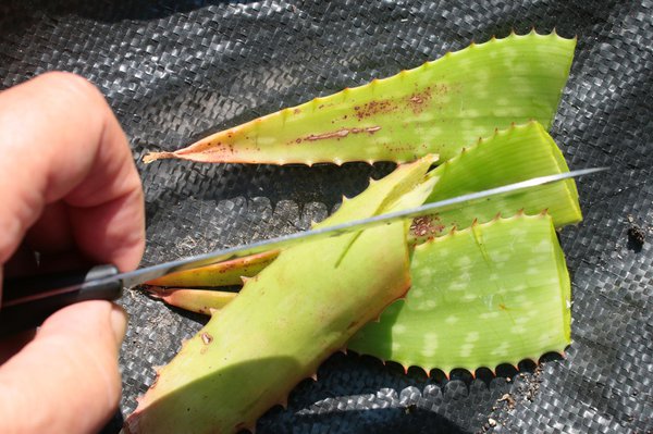 Aloe vera ernten und schneiden