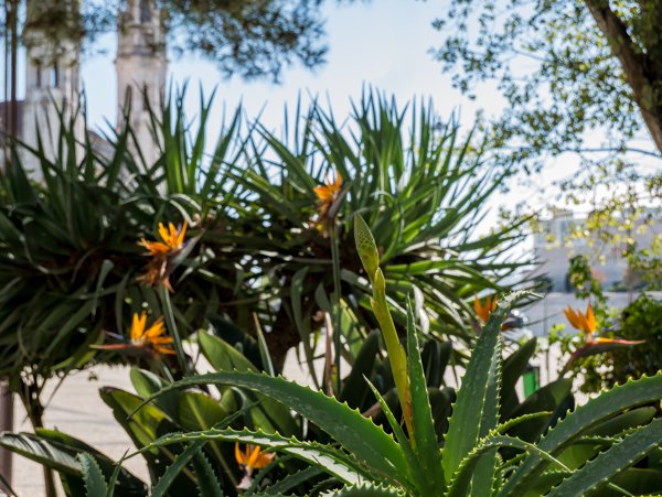 Aloe Arten