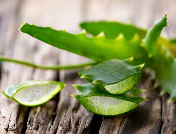 Ist die Aloe Vera Pflanze essbar?