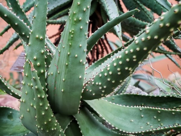 Aloe Sorten