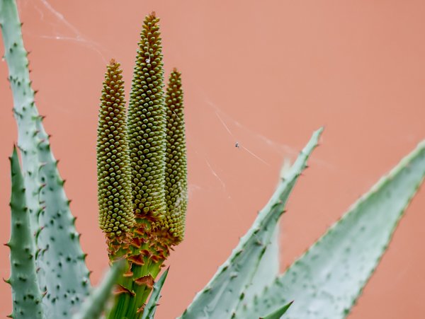 Aloe Arten