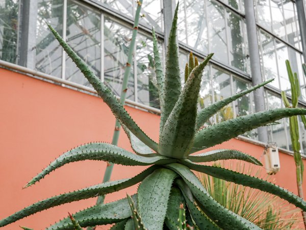 Aloe Arten