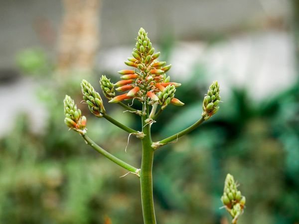 Aloe Arten