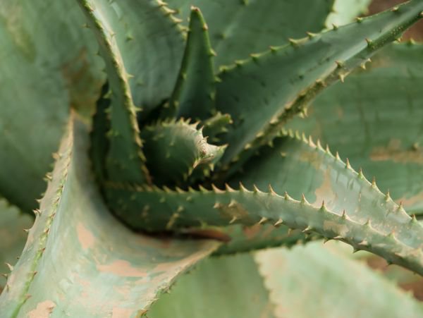 Aloe berwintern