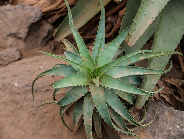 Aloe Arten Aloe arborescens