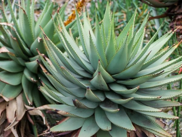 Aloe Arten