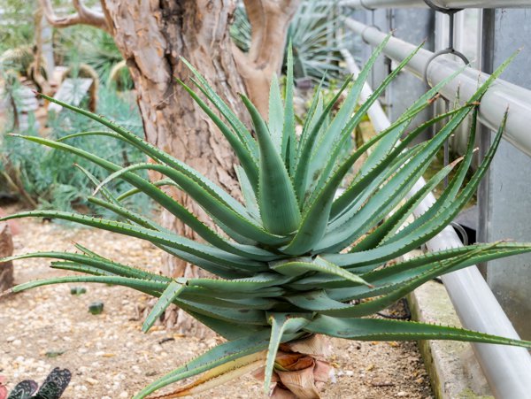 Aloe Arten Aloe cryptopoda Baker