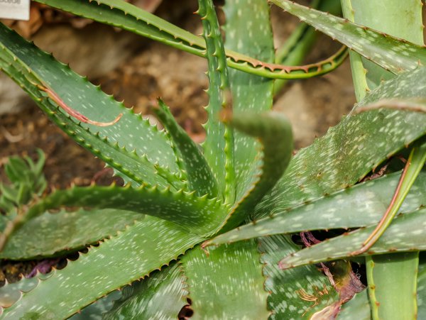 Aloe Arten Aloe grandidentata