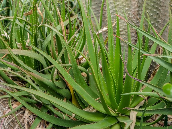 Aloe Arten Aloe lineata