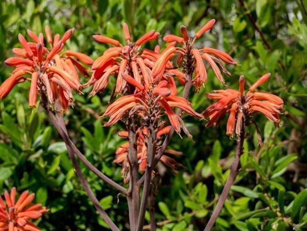 Aloe Arten