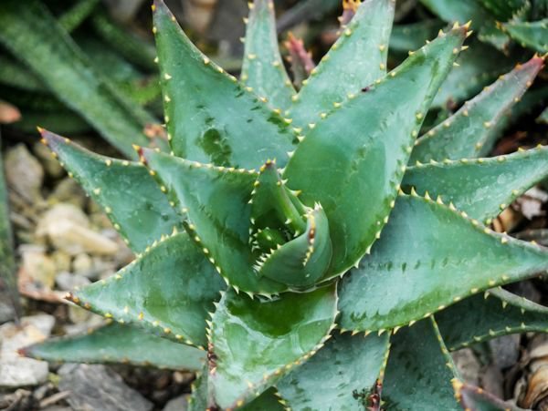 Aloe Arten