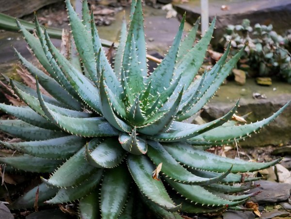 Aloe Arten Aloe peglerae