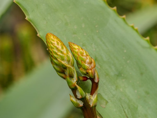 Aloe Arten