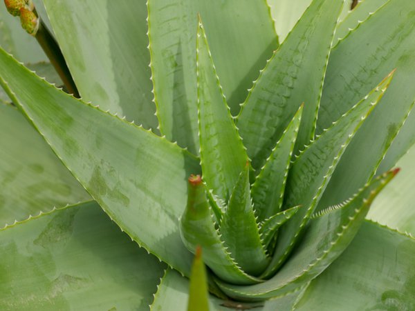 Aloe Arten Aloe percrassa