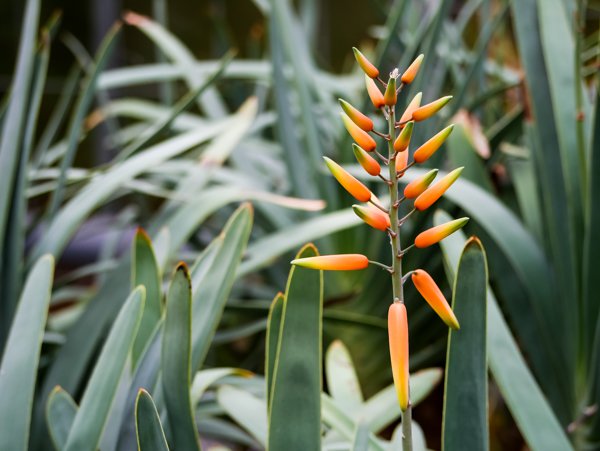 Aloe Arten Aloe plicatilis Blüte
