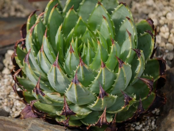 Aloe Arten