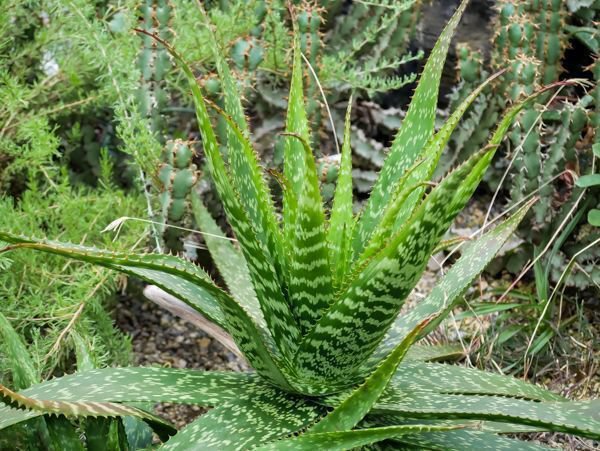 Aloe Arten