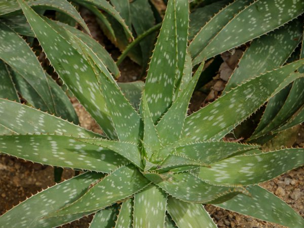 Aloe Arten Aloe saponaria