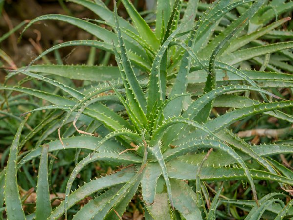 Aloe Arten Aloe spinosissima