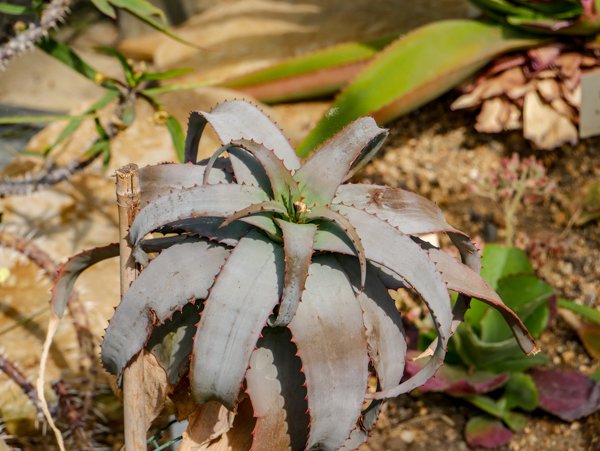 Aloe Arten Aloe subacutissima
