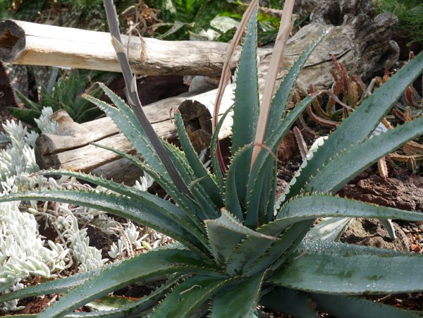 Aloe Arten Aloe suprafoliata