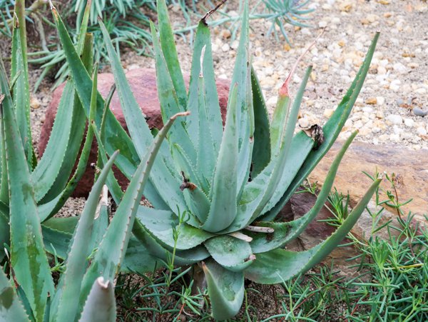 Aloe vacillans Forssk
