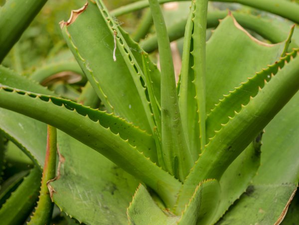 Aloe Arten Aloe vanbalenii Vanbalens Aloe