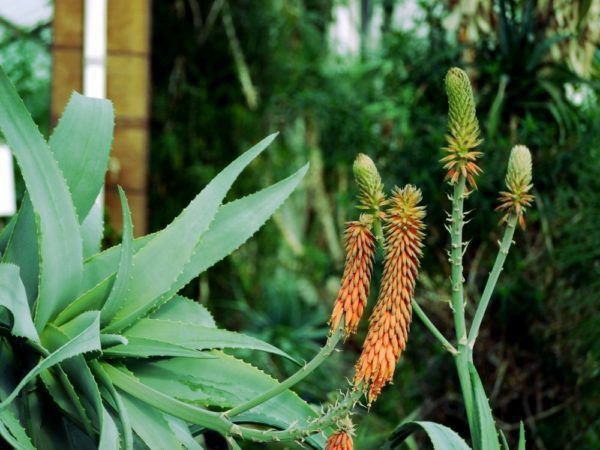 Aloe Arten